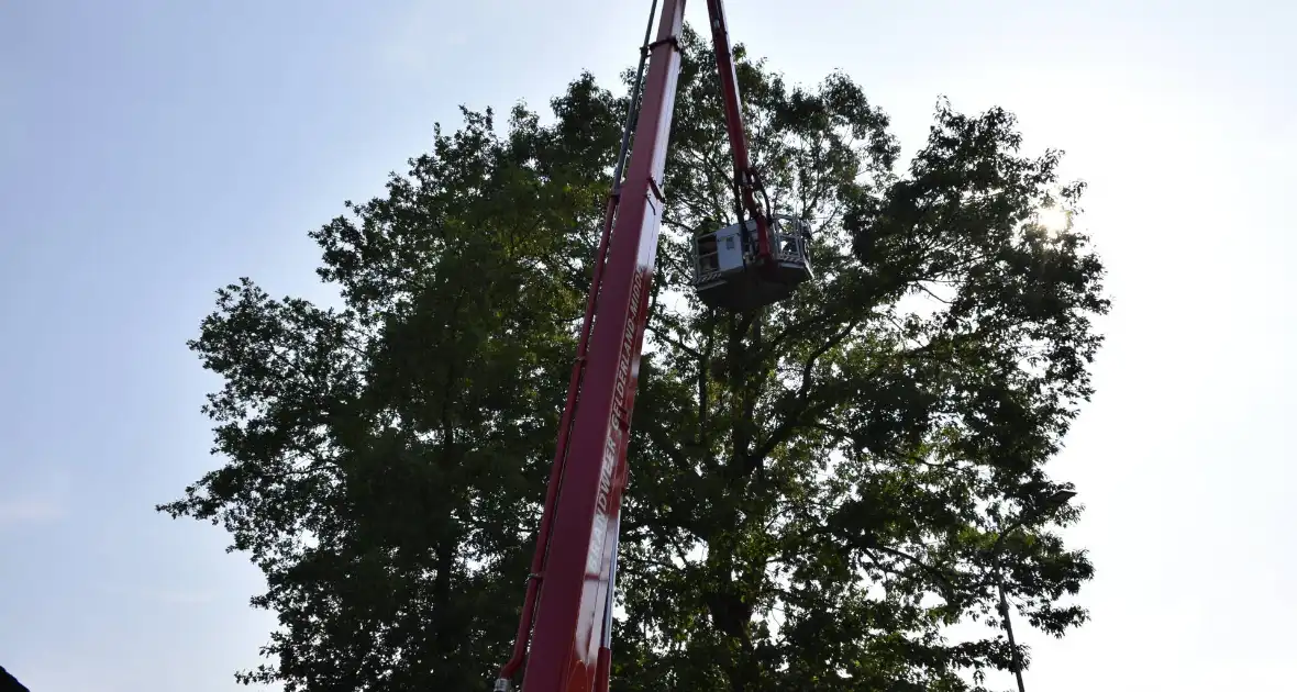 Brandweer verwijdert gevaarlijk hangende tak - Foto 3