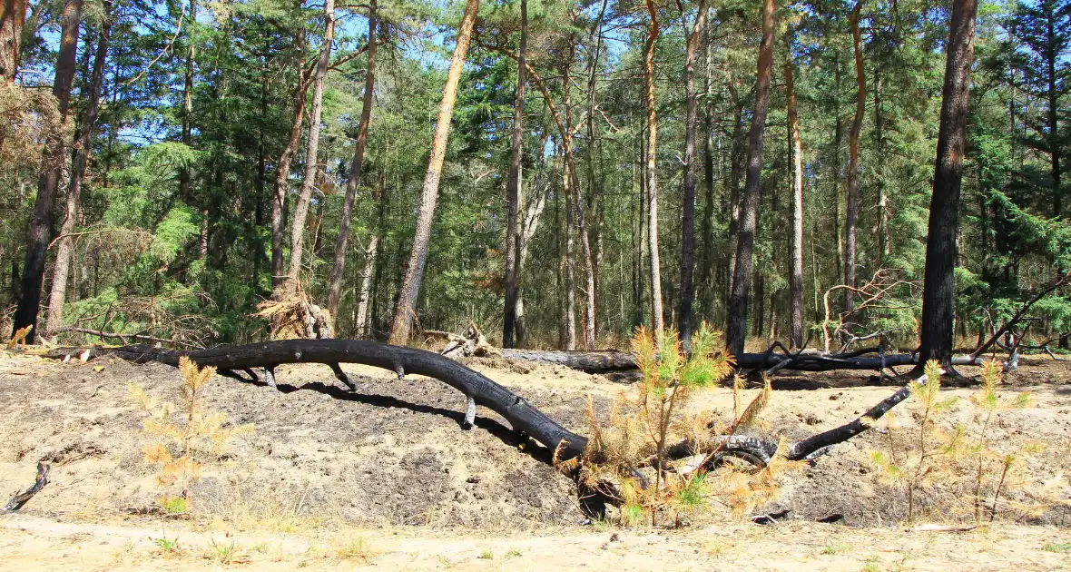 Stuk bosgebied in brand - Foto 3