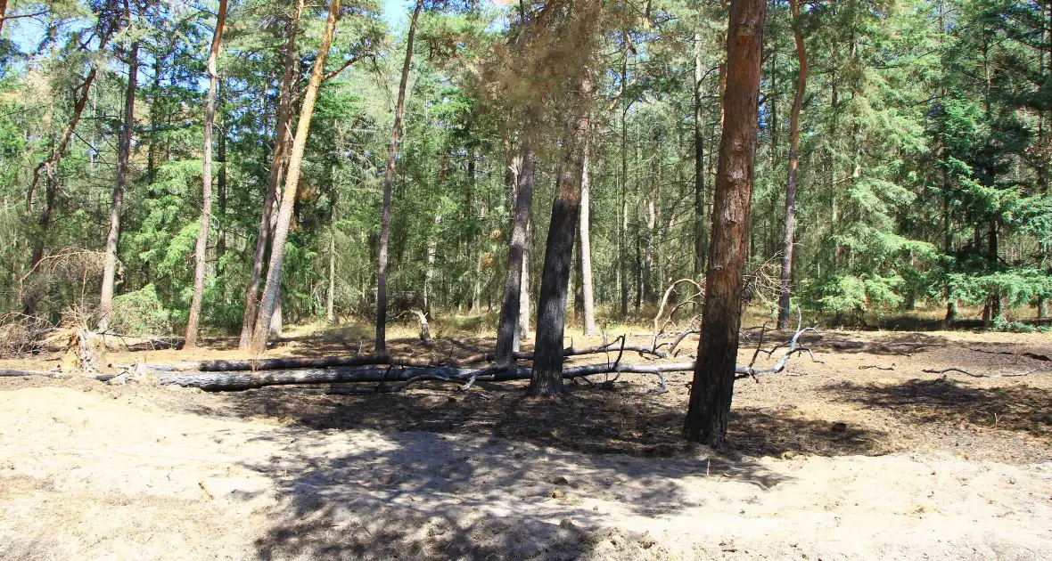 Stuk bosgebied in brand - Foto 8