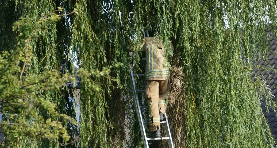 Brandweer redt kat uit boom - Foto 1