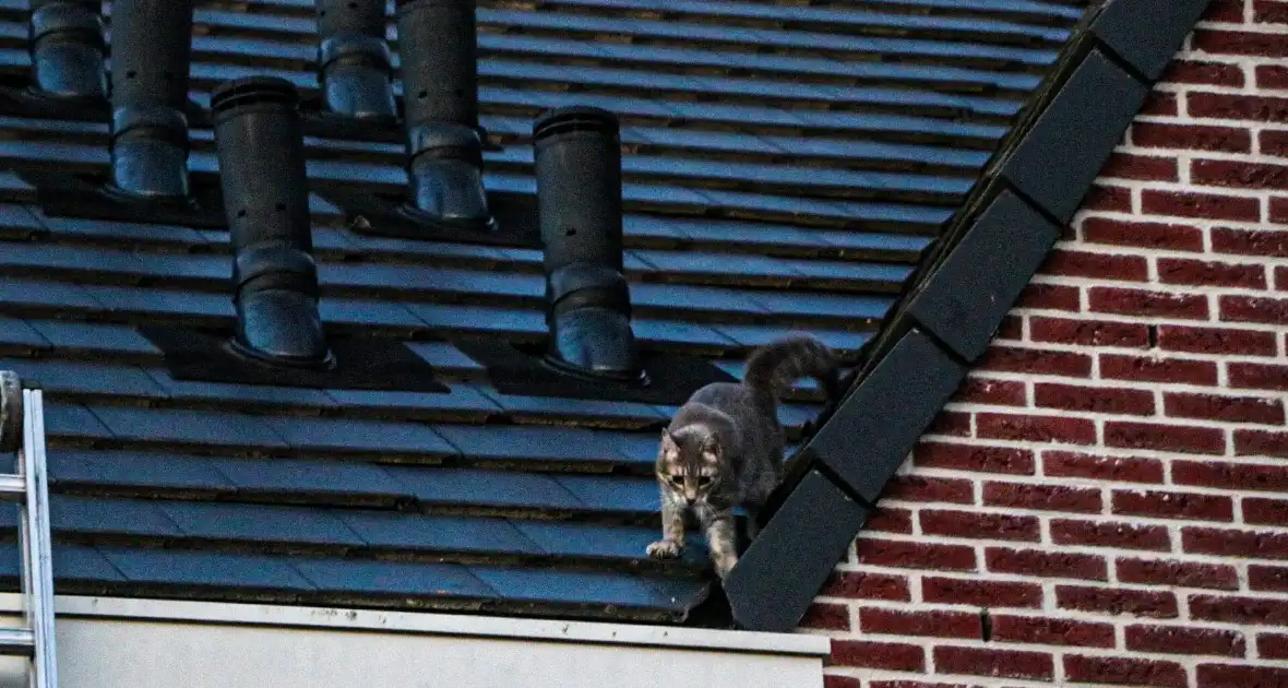 Brandweer ingezet voor kat op dak van woning - Foto 2