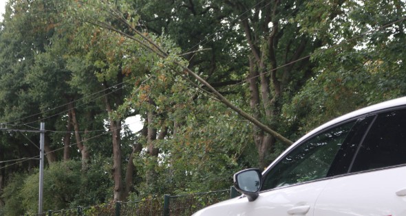Boom valt op bovenleiding van treinspoor
