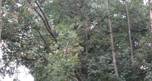 Boom valt op bovenleiding van treinspoor - Afbeelding 5