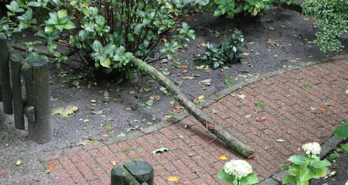 Gebied afgezet wegens stormschade - Foto 2