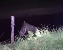 Brandweer redt paard uit een sloot