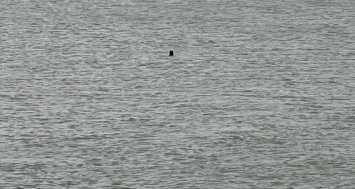 Vrouw uit het water gehaald