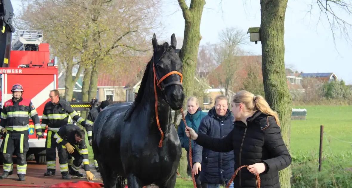 Paard uit sloot gered door brandweer - Foto 3
