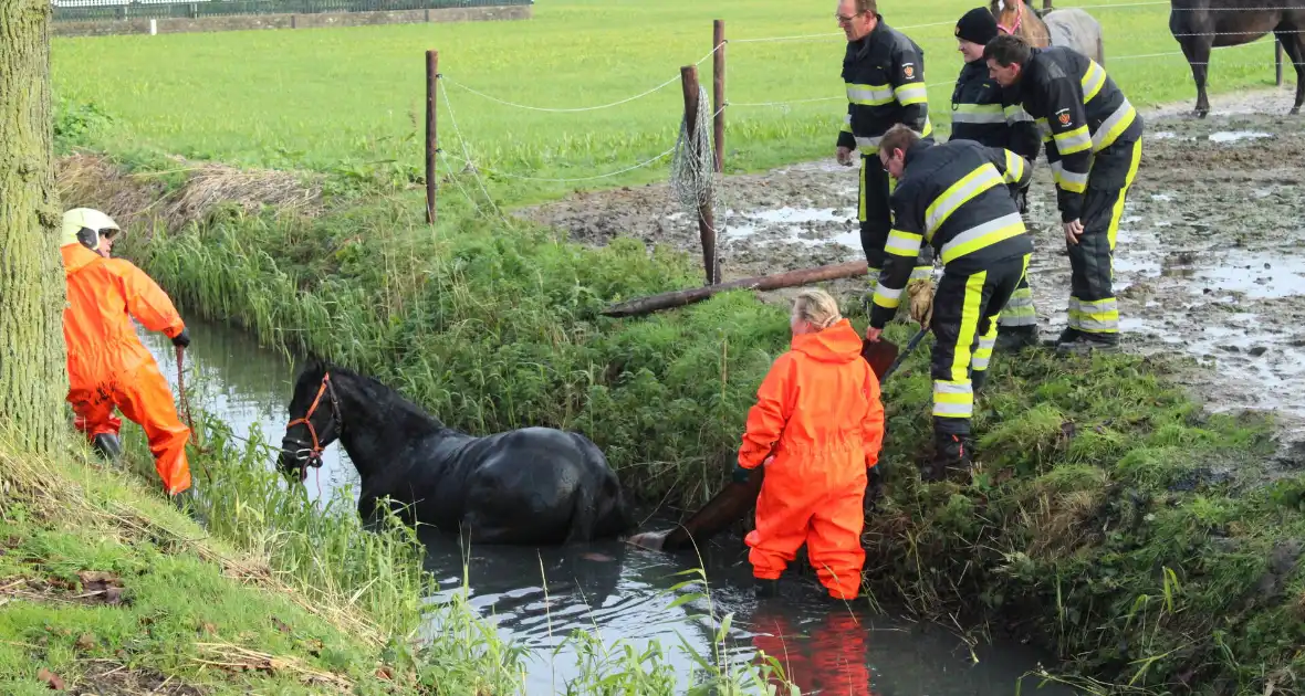 Paard uit sloot gered door brandweer - Foto 8
