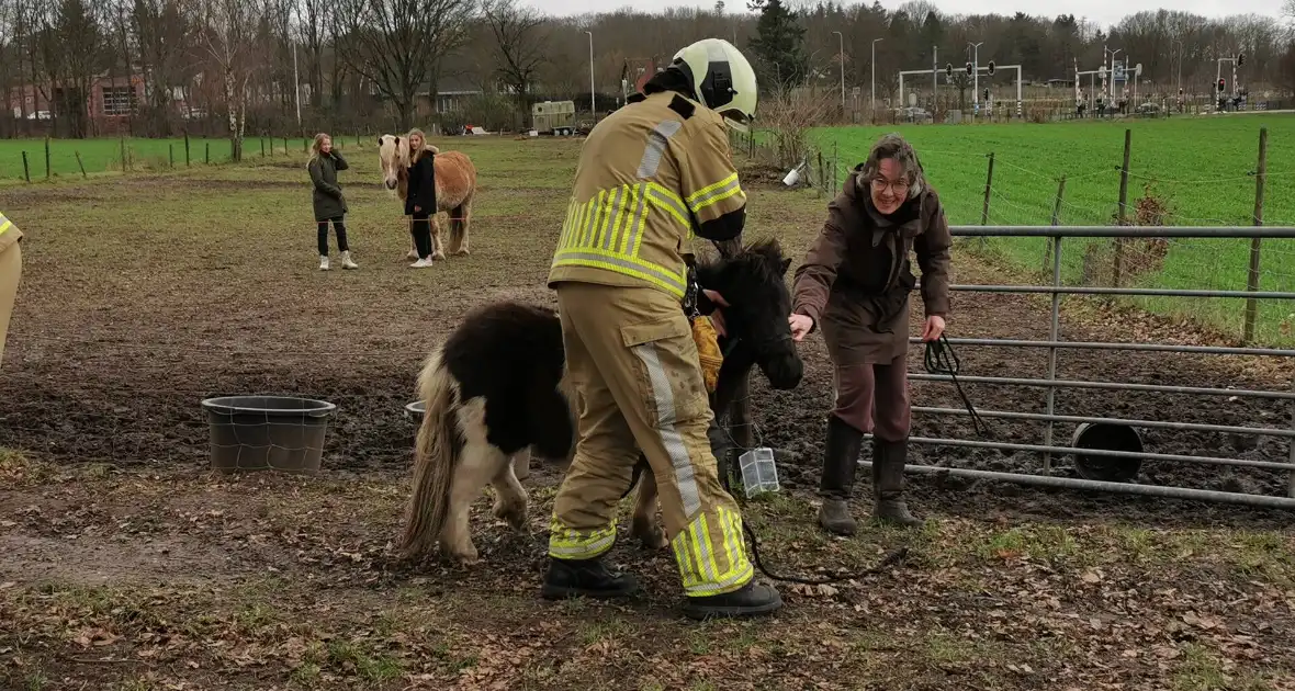 Vastzittende pony gered door brandweer - Foto 1