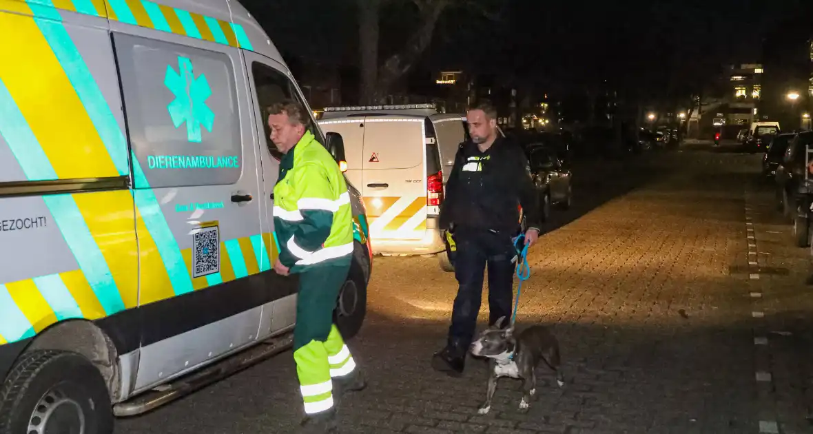 Agressieve hond valt kind aan - Foto 8