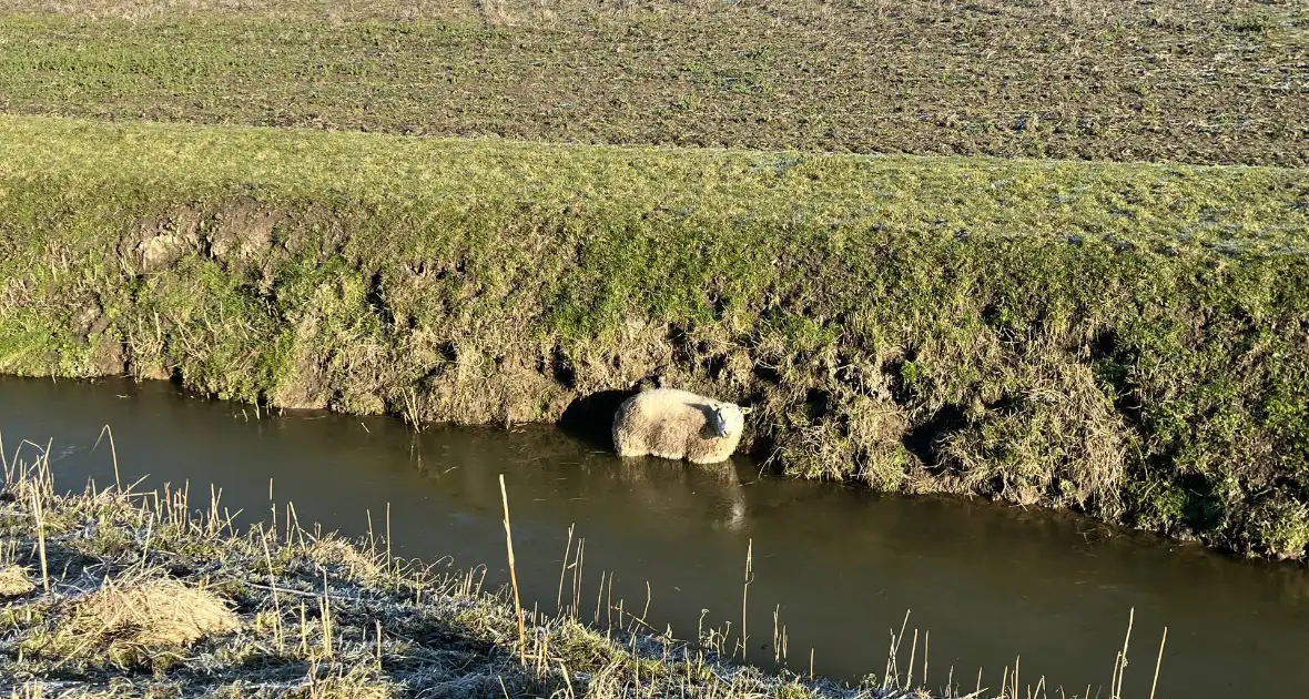 Brandweer haalt schaap uit het water