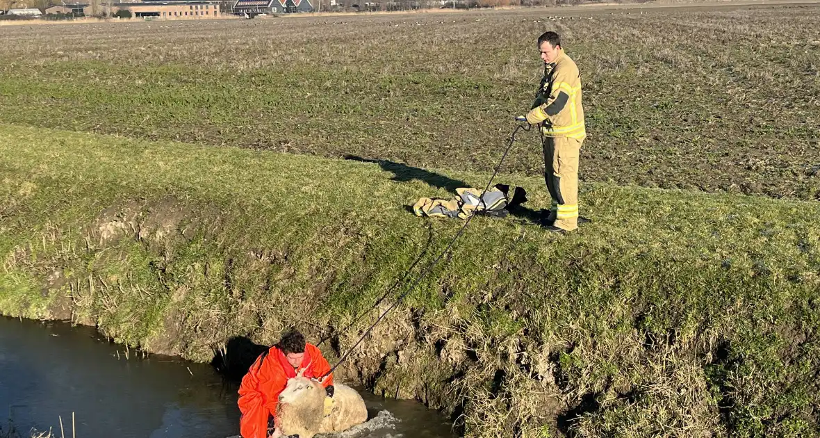 Brandweer haalt schaap uit het water - Foto 3