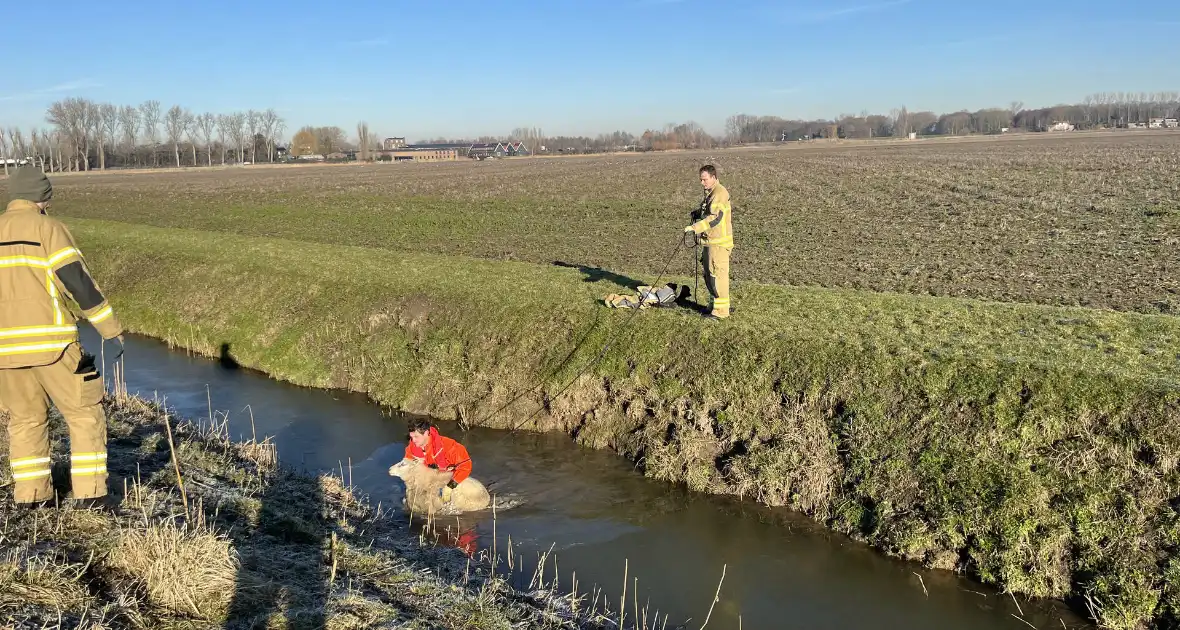 Brandweer haalt schaap uit het water - Foto 4