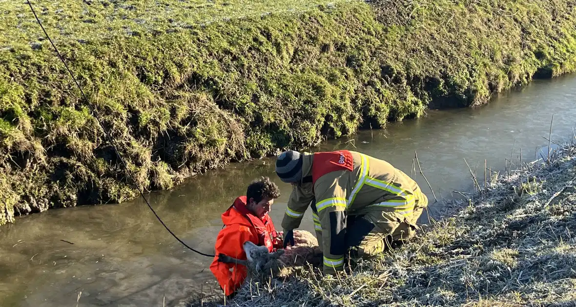 Brandweer haalt schaap uit het water - Foto 5