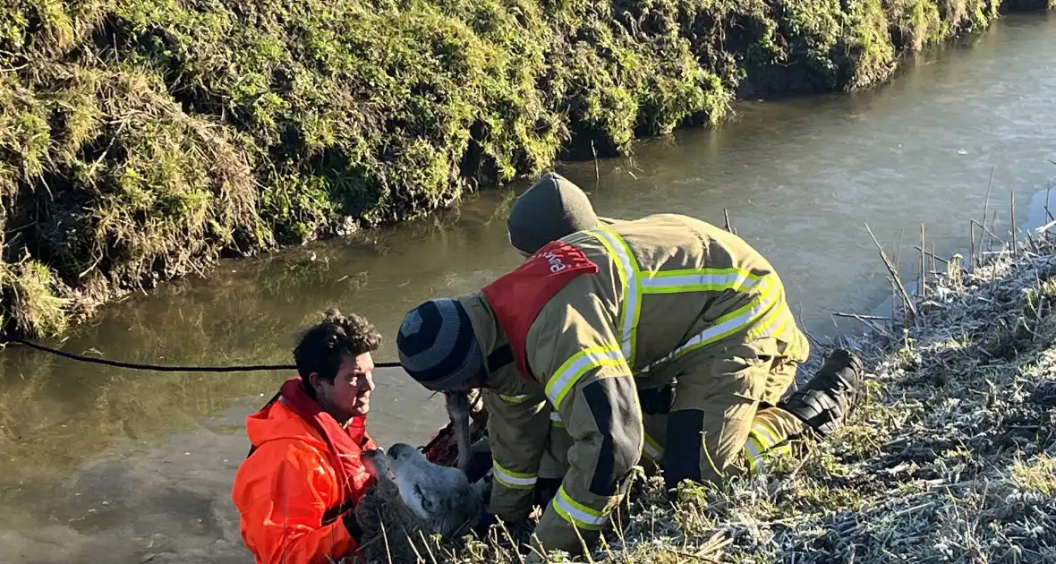 Brandweer haalt schaap uit het water - Foto 6