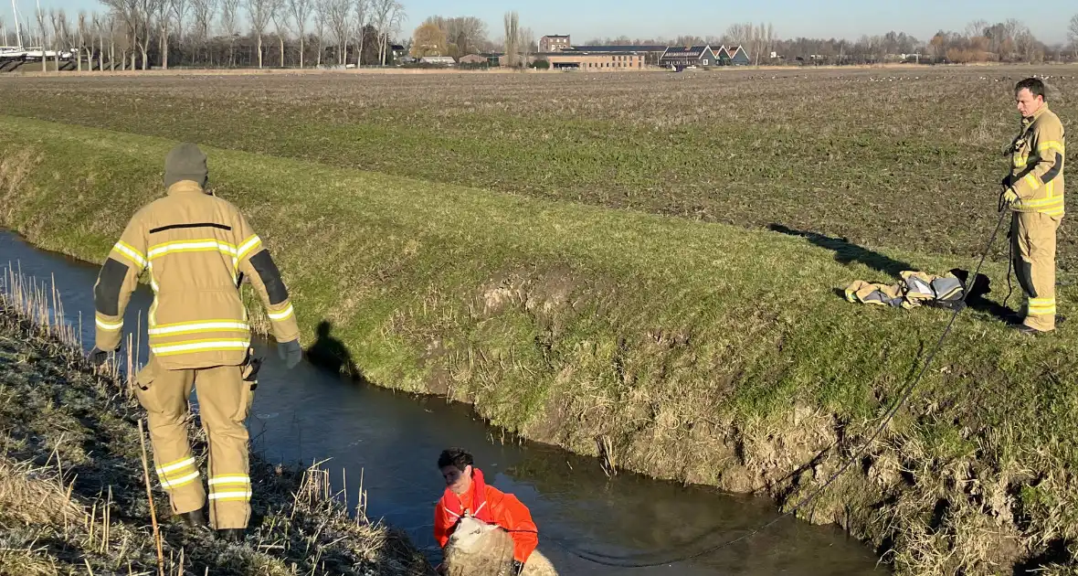 Brandweer haalt schaap uit het water - Foto 7