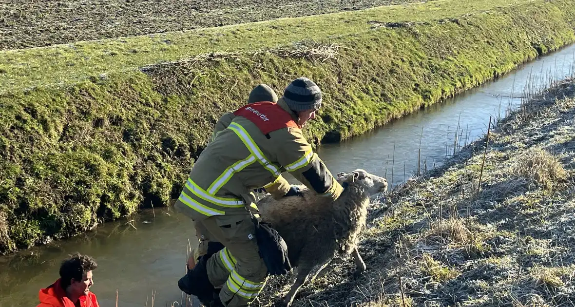 Brandweer haalt schaap uit het water - Foto 8