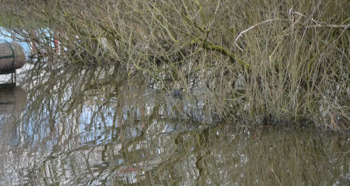 Meerkoet raakt verstrikt en wordt gered door brandweer - Foto 1