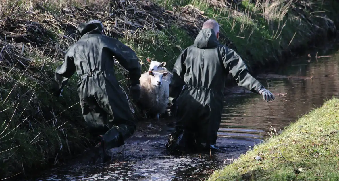 Brandweer redt vier schapen uit de sloot - Foto 6