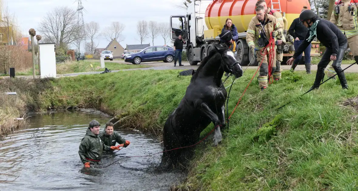 Paard belandt in diepe sloop - Foto 1