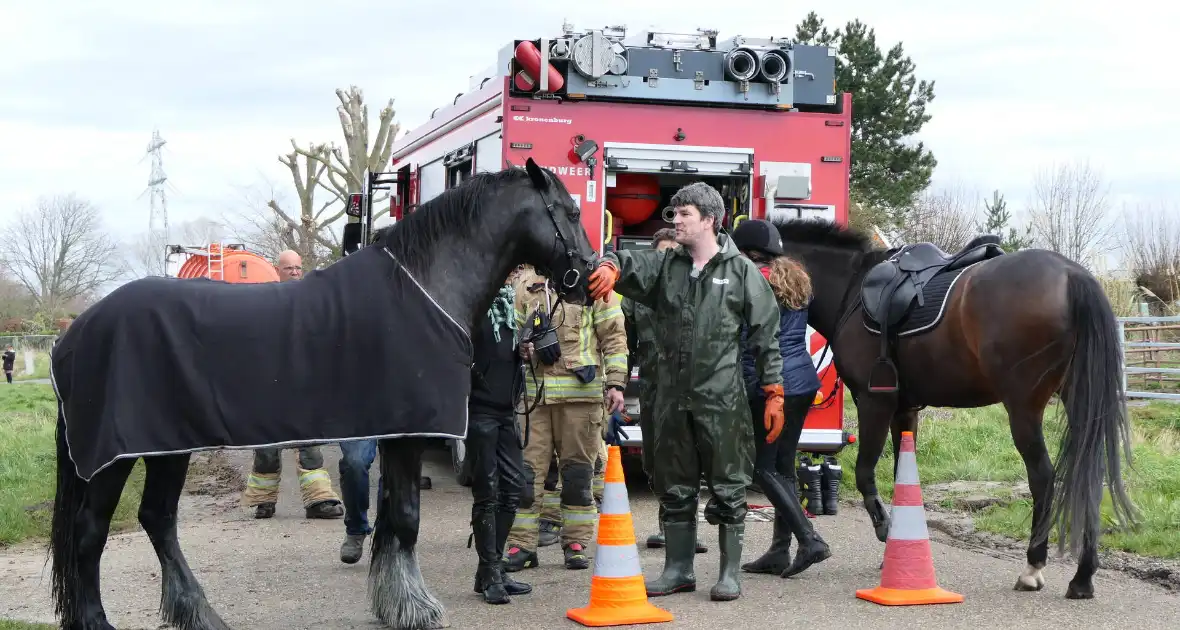 Paard belandt in diepe sloop - Foto 4