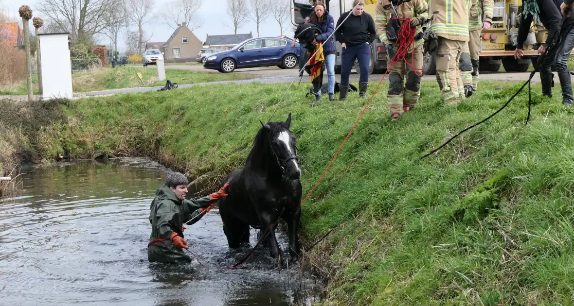 Paard belandt in diepe sloop - Foto 8