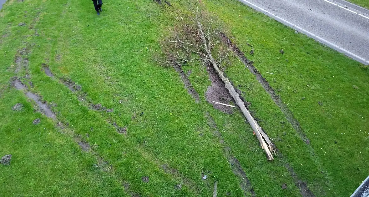 Auto botst op lantaarnpaal en boom - Foto 6