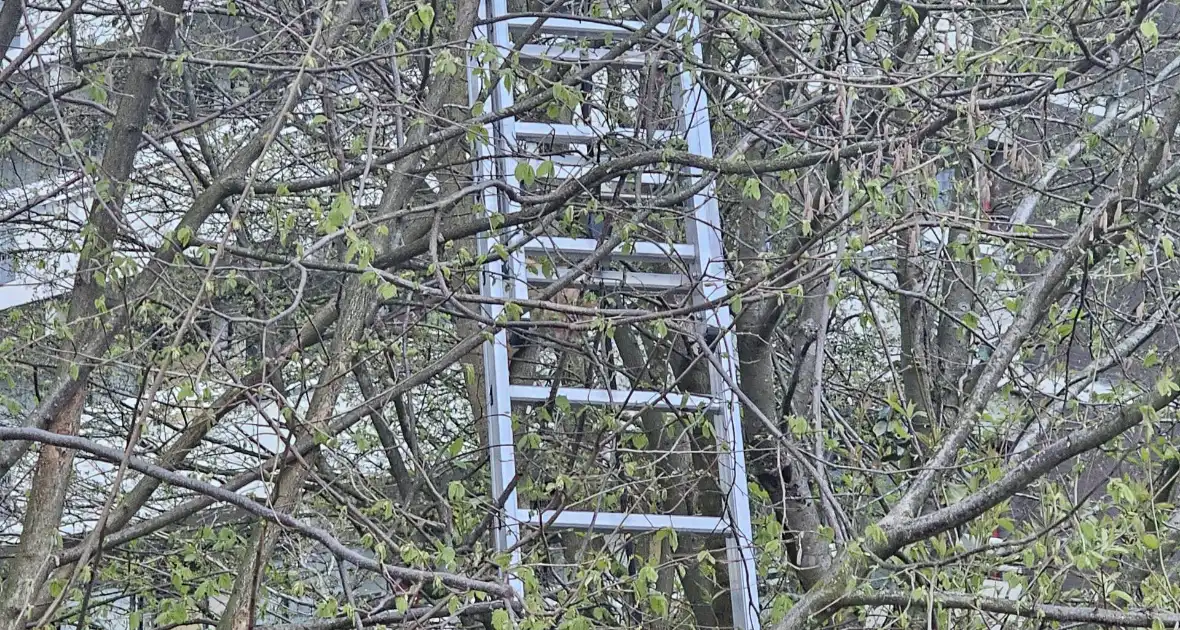 Brandweer ingezet voor kat in boom - Foto 7