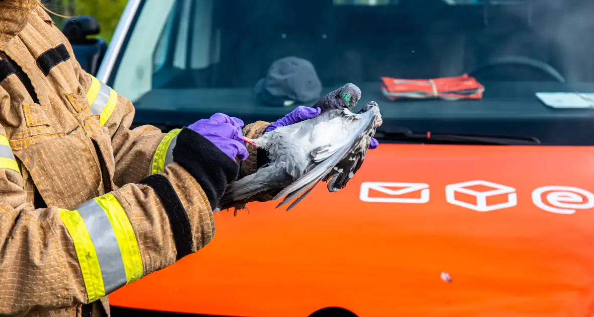 Brandweer redt duif uit voorkant van bestelbus - Foto 5