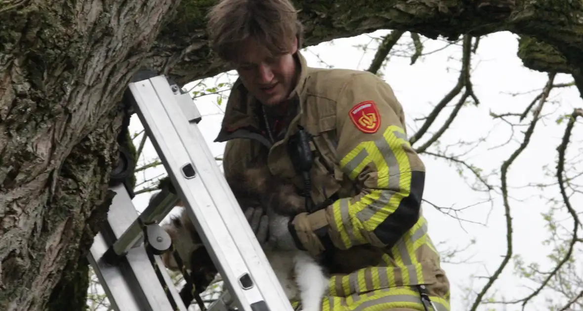 Kat Moesha door brandweer uit boom gered - Foto 3