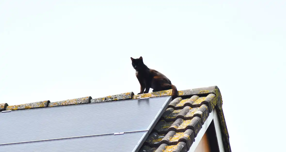Brandweer redt kat Maruow van dak - Foto 11