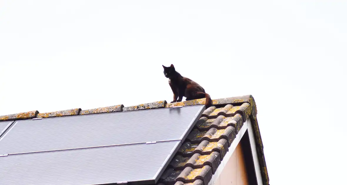Brandweer redt kat Maruow van dak - Foto 13