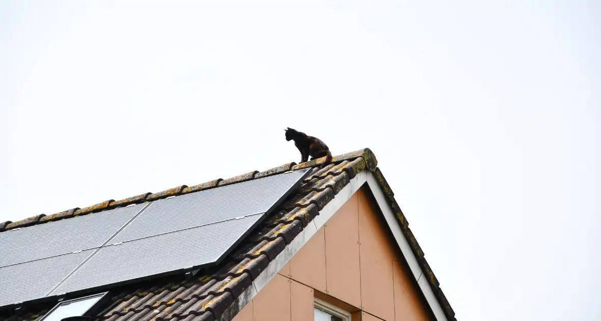 Brandweer redt kat Maruow van dak - Foto 14