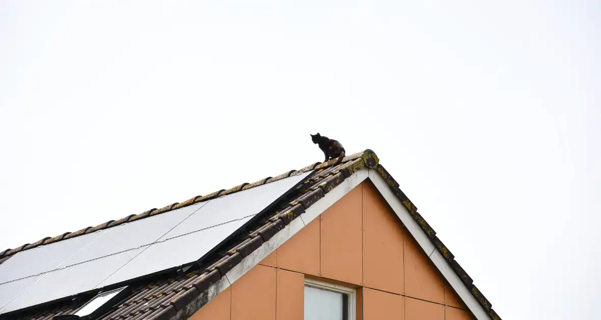 Brandweer redt kat Maruow van dak - Foto 16