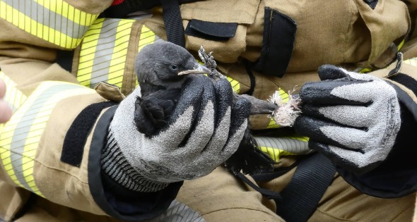 Brandweer redt vastzittende vogel