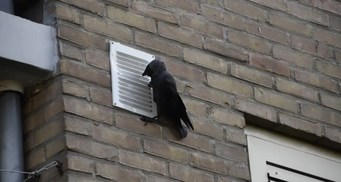 Brandweer ingezet voor vogelnest in muur