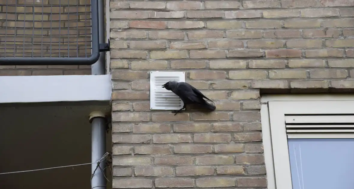 Brandweer ingezet voor vogelnest in muur - Foto 4