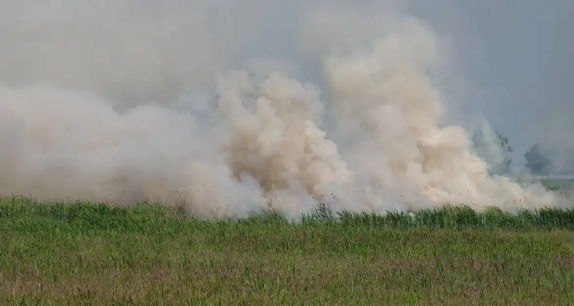 Schaapjes in veiligheid gebracht bij hevige rietbrand - Foto 10