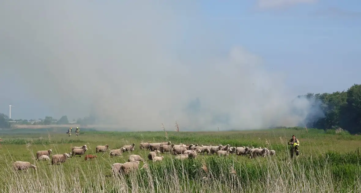 Schaapjes in veiligheid gebracht bij hevige rietbrand - Foto 2