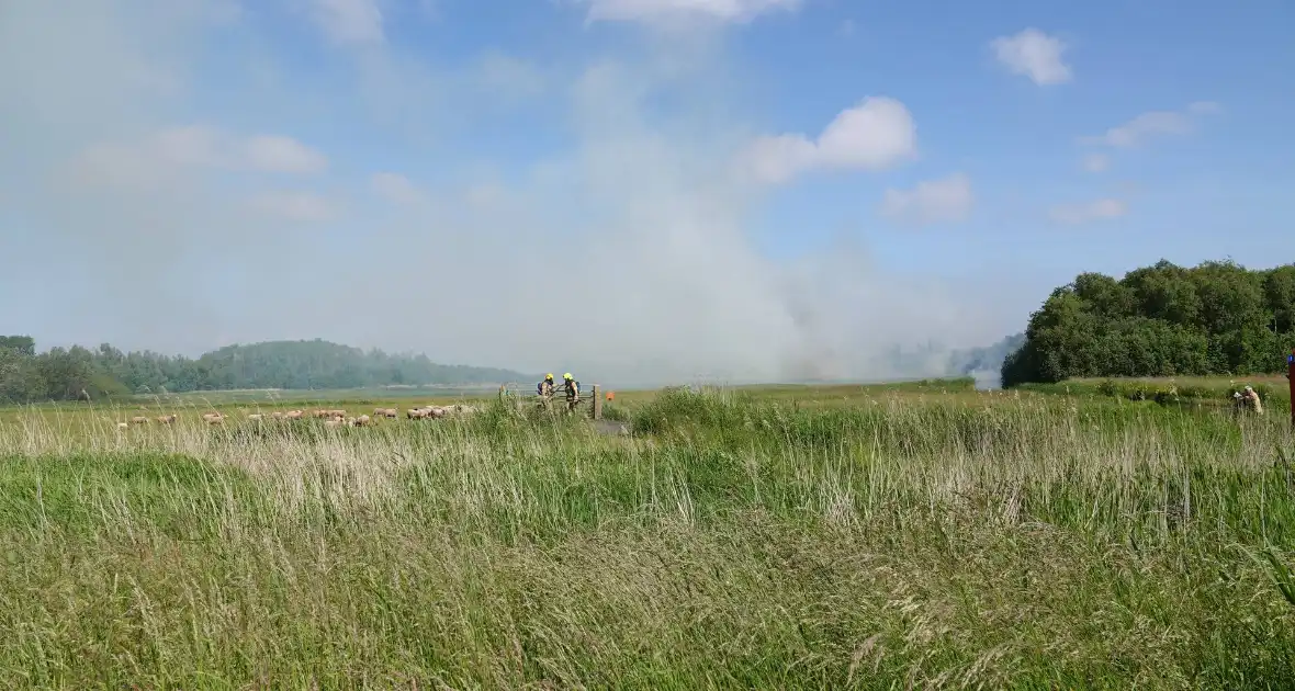 Schaapjes in veiligheid gebracht bij hevige rietbrand - Foto 4