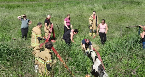 Brandweer haalt paard uit de sloot - Afbeelding 2