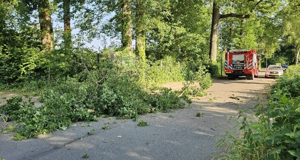 Loshangende tak vormt groot gevaar voor voorbijgangers - Afbeelding 1