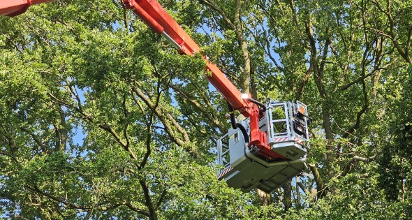 Loshangende tak vormt groot gevaar voor voorbijgangers - Afbeelding 2