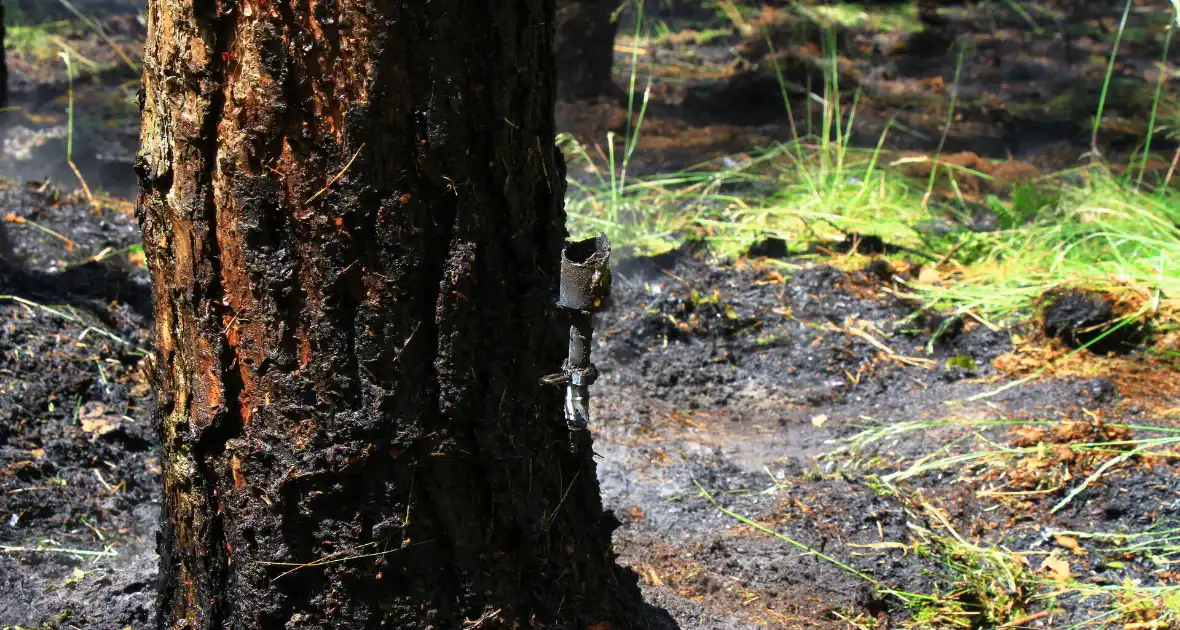 Brandweer bestrijdt hevige brand in natuurgebied - Foto 1