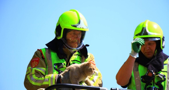 Kat in nood brandweer zet hoogwerker in voor reddingsactie