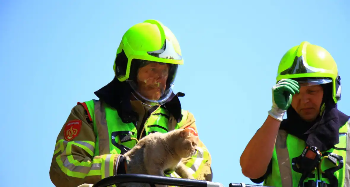 Kat in nood brandweer zet hoogwerker in voor reddingsactie - Foto 1