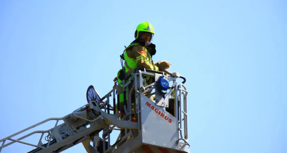 Kat in nood brandweer zet hoogwerker in voor reddingsactie - Foto 5