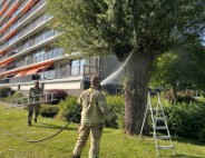Brand in boom snel onder controle