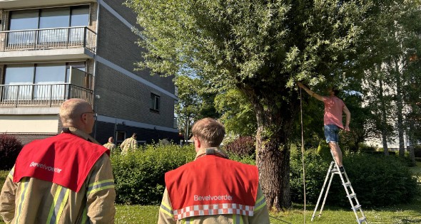 Brand in boom snel onder controle - Afbeelding 1