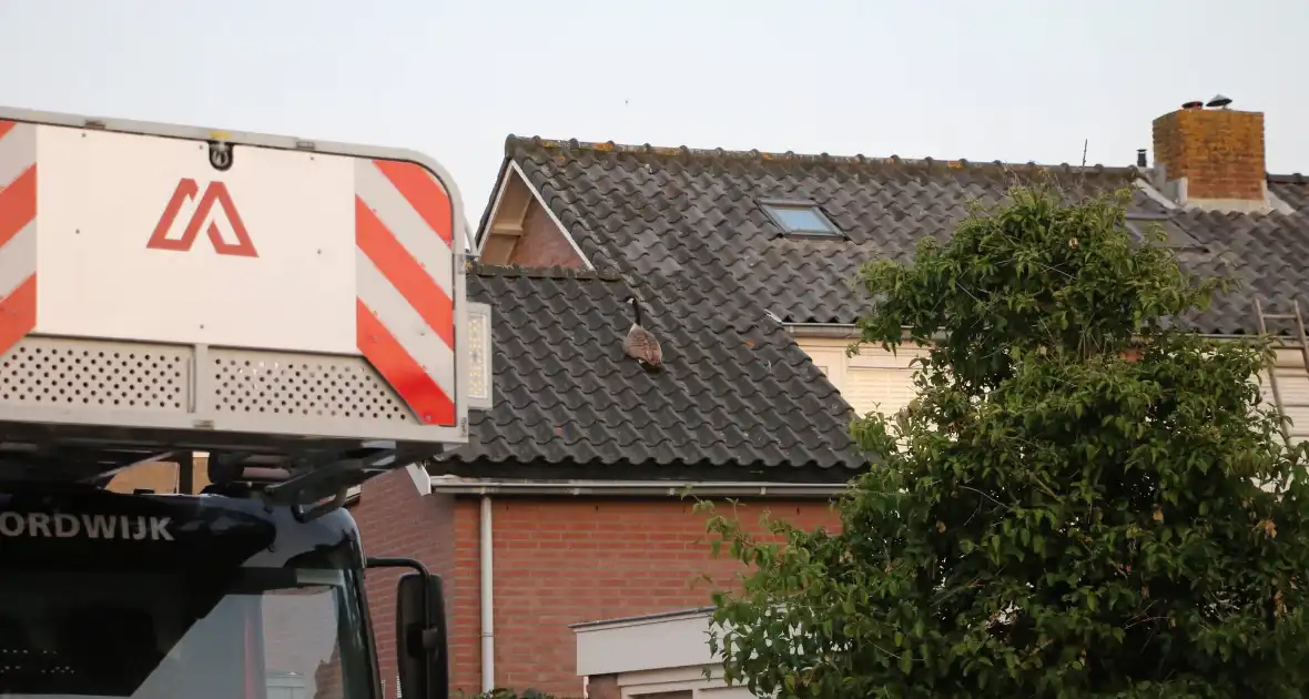 Brandweer ingezet voor gans op dak van schuur - Foto 4